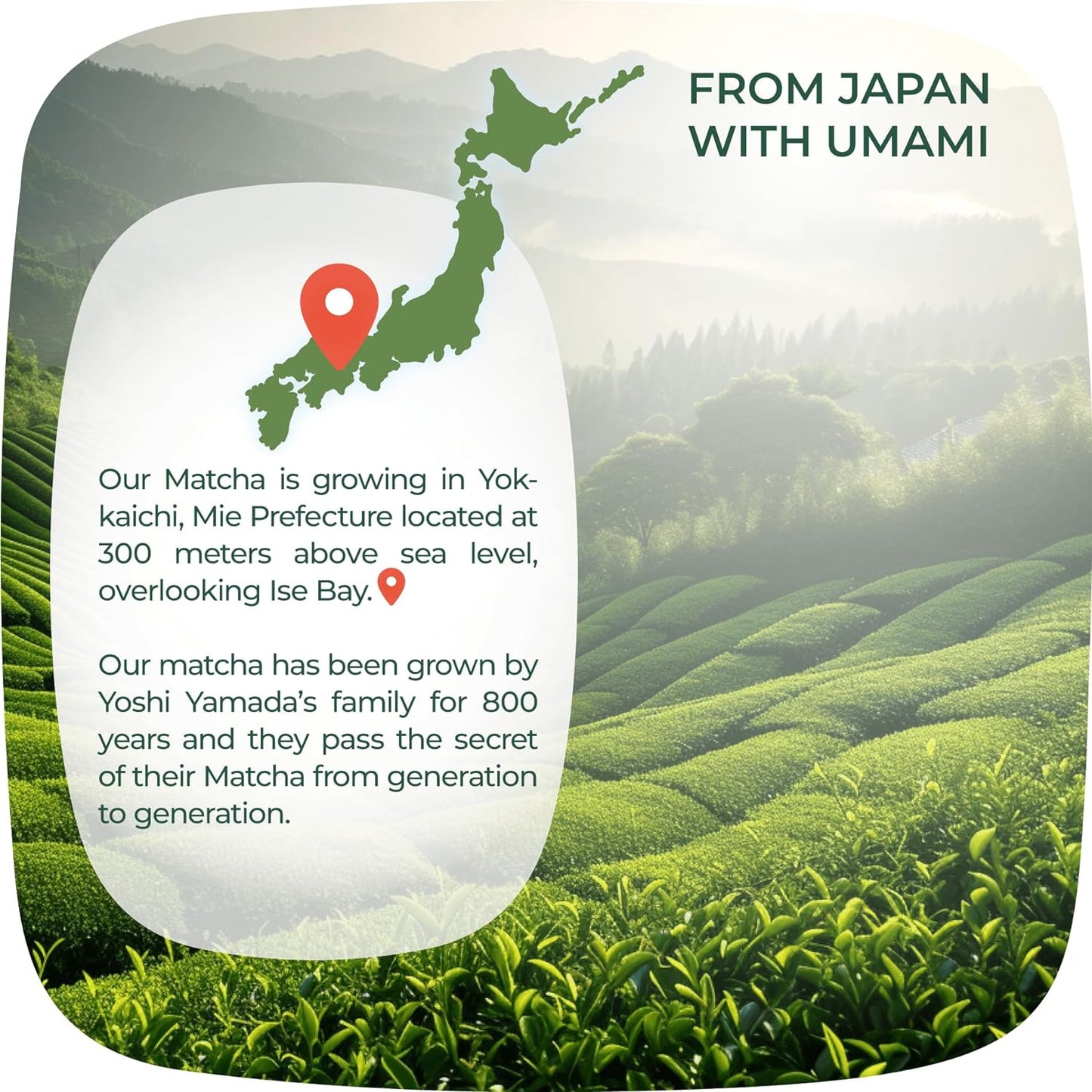 Matcha Powder from Japan, Organic Matcha Green Tea Powder, No Sugar Added Matcha Tea Powder for Matcha Latte, Japanese Green Tea Matcha - Premium Culinary Grade Te Matcha Organic - 3.5 Oz/ 100G - by