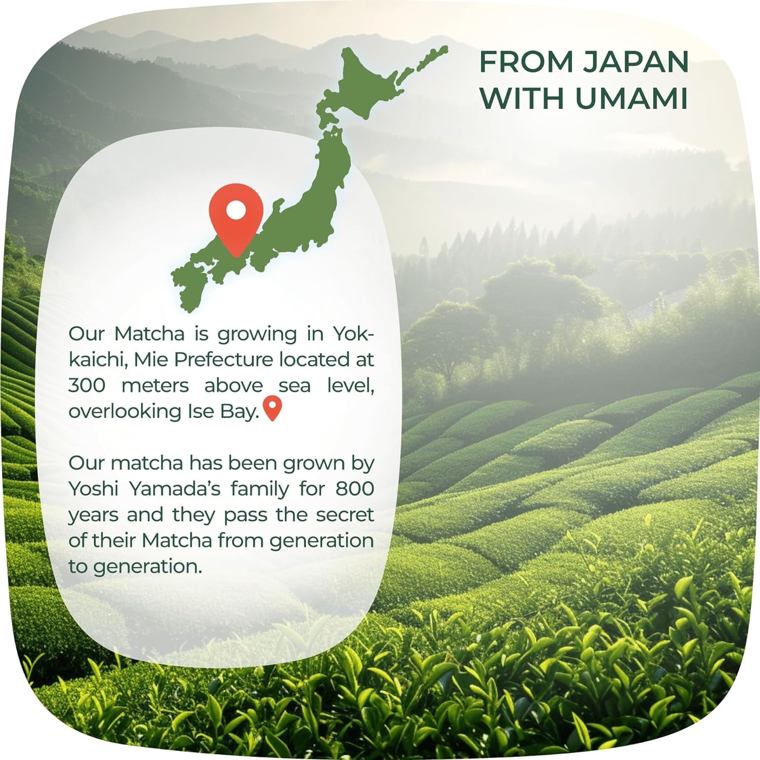 Matcha Powder from Japan, Organic Matcha Green Tea Powder, No Sugar Added Matcha Tea Powder for Matcha Latte, Japanese Green Tea Matcha - Premium Culinary Grade Te Matcha Organic - 3.5 Oz/ 100G - by
